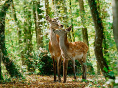 BAMBI – Una aventura en el bosque