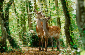 BAMBI – Una aventura en el bosque