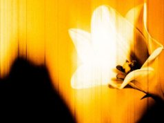 U2 lanza “Easter Lily”, su nuevo EP sorpresa cargado de introspección