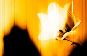 U2 lanza “Easter Lily”, su nuevo EP sorpresa cargado de introspección